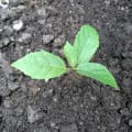 Roxburgh fig