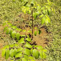 Umbrella tree