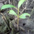 Mangrovia Bianca Complice