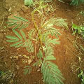 Calliandra