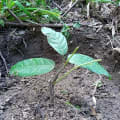 Cacao