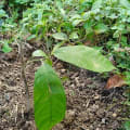 Cacao
