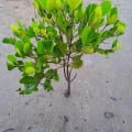 White Mangrove