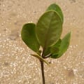 Yellow Mangrove