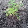 Grevillea