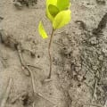 White Mangrove