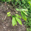 Cacaotier