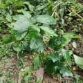 Arabica