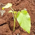 Tree Tomato