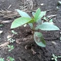 Guava