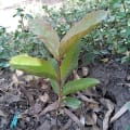 Guava