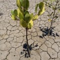 Weiße Mangrove