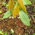 Cacao