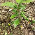 Cacao