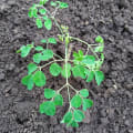 Moringa