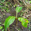 Banano
