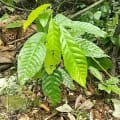 Cacaotier