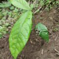 Cacao