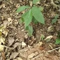 Cacao