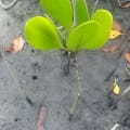 MANGROVIA M&C
