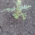 Grevillea