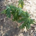Papaya