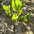 Weiße Mangrove