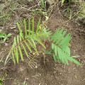Tephrosia