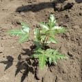 Neem