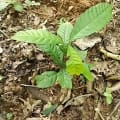 Cacao