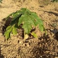 Papaya
