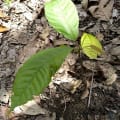 Cacao