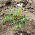 Moringa