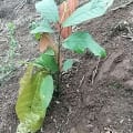 Cacao