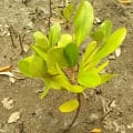 White Mangrove