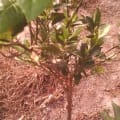 Mandarine