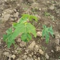 Papaya