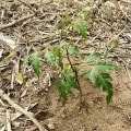 Neem
