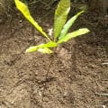 Silas' Cashew-Baum