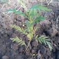Grevillea