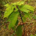 Cacao