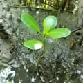 White Mangrove