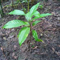 Cacaotier