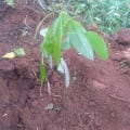 Avocatier