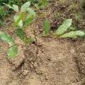 African Mahogany