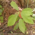Cacao Meravigliao