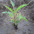Grevillea
