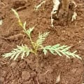 Grevillea