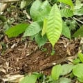 Cacao