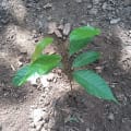 Caoba